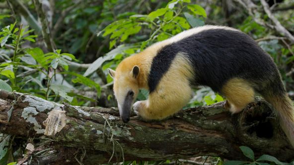 Poslední přírodní ráje (1/6)