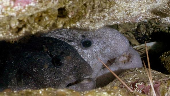 Tajný život na pobřeží (4)