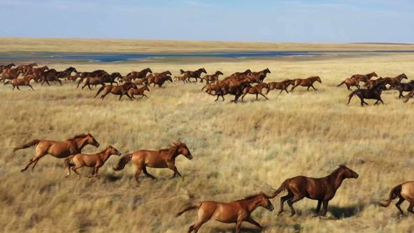 Zvířecí odysea (4)