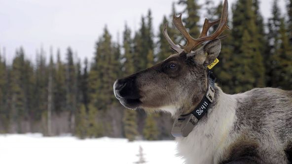 Divoký koridor Skalistých hor: Z Yellowstonu k Yukonu (1)