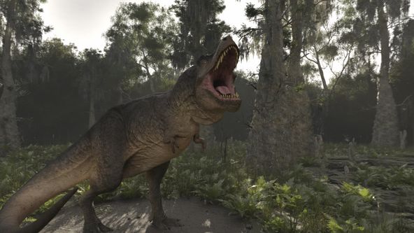 Odhalená ztracená zvířata (4)