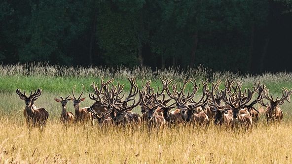 Obora Obelisk bez doby hájení