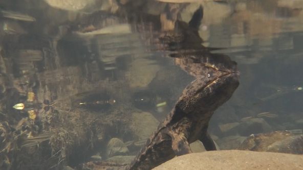 Království divočiny: Velemlok japonský, Japonsko