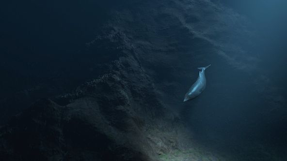 Mořští savci - šampioni hlubin