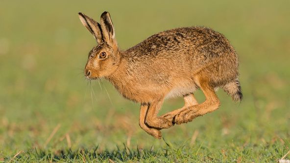 Rok v divočině (3/3)