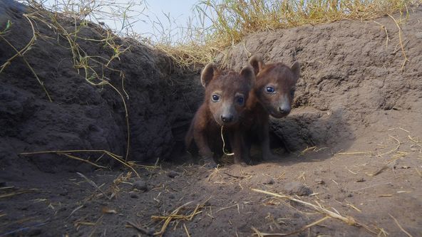 Zázračná planeta: Serengeti II (1/6)