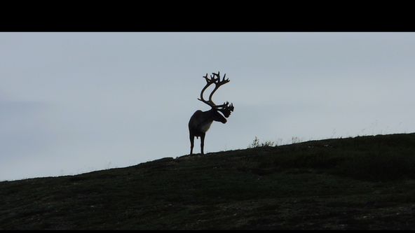 Člověk a sobi karibu