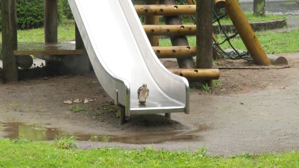 Království divočiny: Krahujec menší, Japonsko