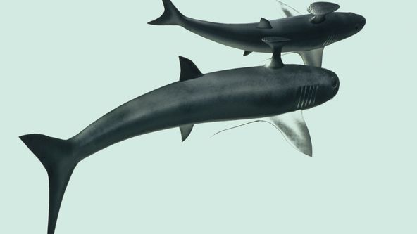 Ohrožená biodiverzita - fakta o vymírání druhů