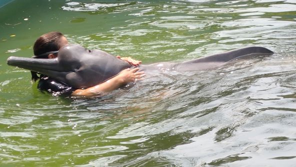 Království divočiny: Delfínovec amazonský, Amazonie