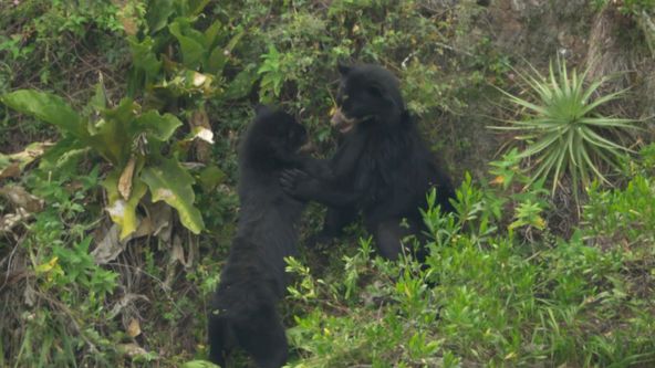 Království divočiny: Medvěd brýlatý, Ekvádor