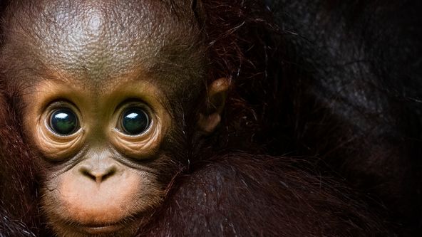 Rajské zahrady naší Země (3)