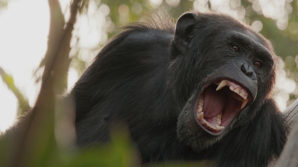 Opice a další primáti - naši nejbližší příbuzní