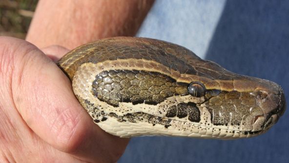 Lidožravý superhad