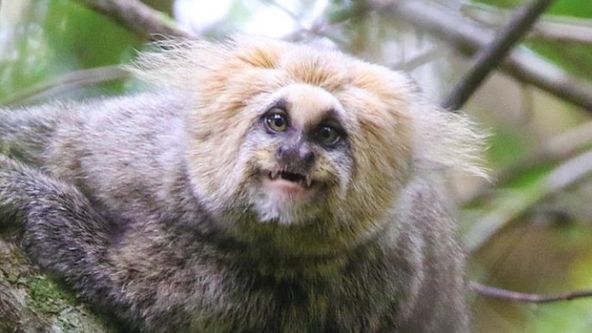 Tep Atlantického lesa