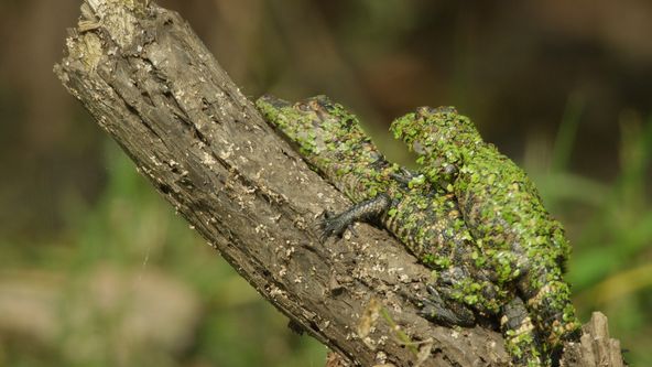 Zázračná planeta: Velké řeky světa