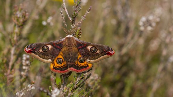 Rok v divočině (2/3)