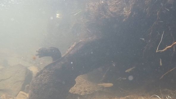 Království divočiny: Velemlok japonský, Japonsko