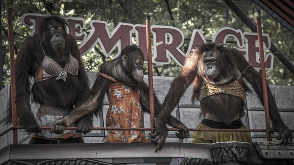 Oči orangutana