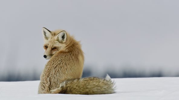 Narozeni ve Skalnatých horách (2/2)