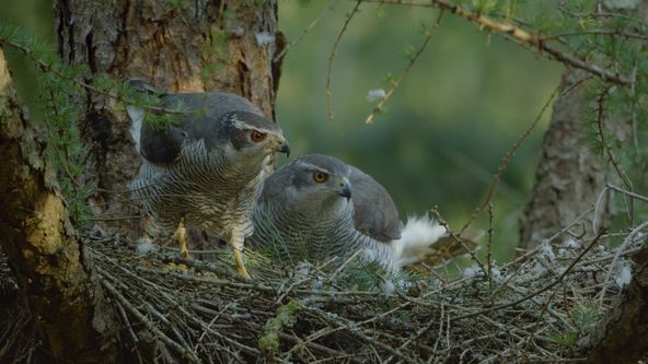 Národní park New Forest