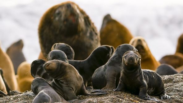 Námluvy ve světě zvířat (2/5)