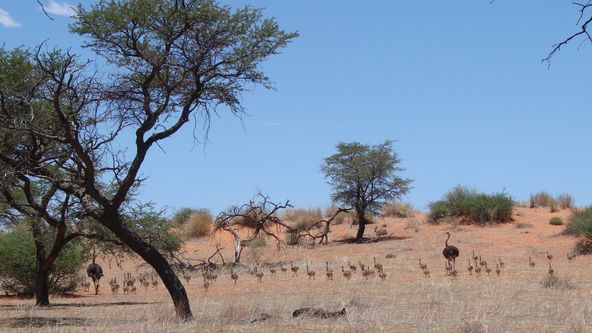 Pštrosi - život v běhu