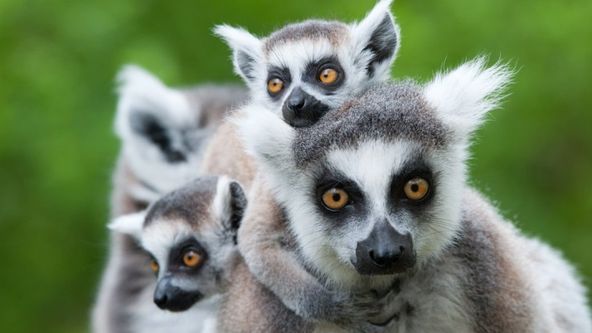 Královny říše zvířat (5)