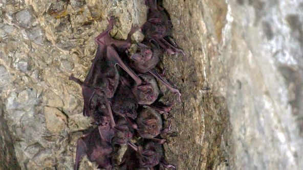 Zvířecí sociální sítě (4)