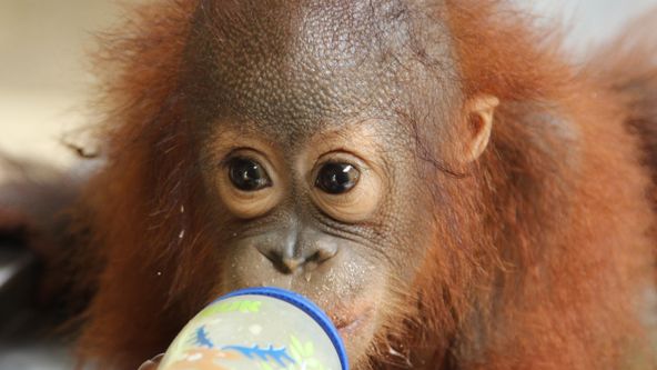 Setkání s orangutany (3)