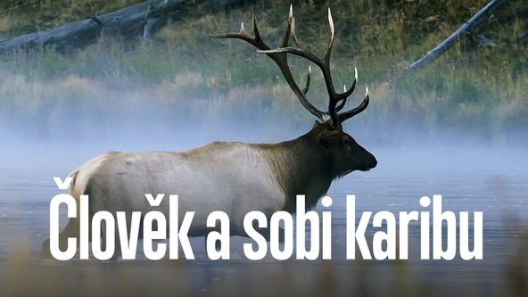 Člověk a sobi karibu