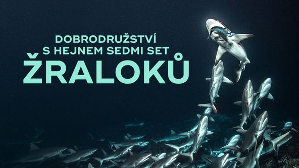 Dobrodružství s hejnem sedmi set žraloků