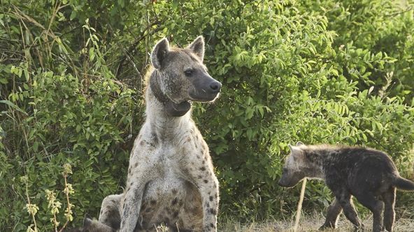 Linie predátorů (5)