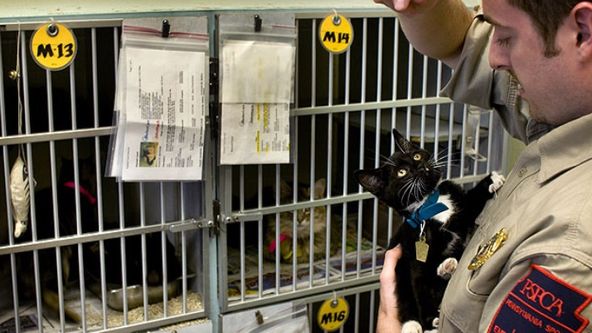 Veterinární policie Filadelfie XII (14)