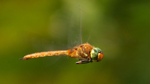 Divoký život v zemi větrných mlýnů