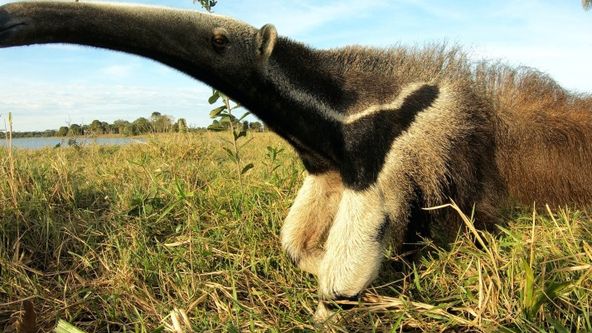 Lydia a obři: Divoký Pantanal