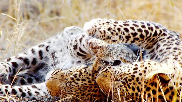 Zázračná planeta: Rybařící levharti