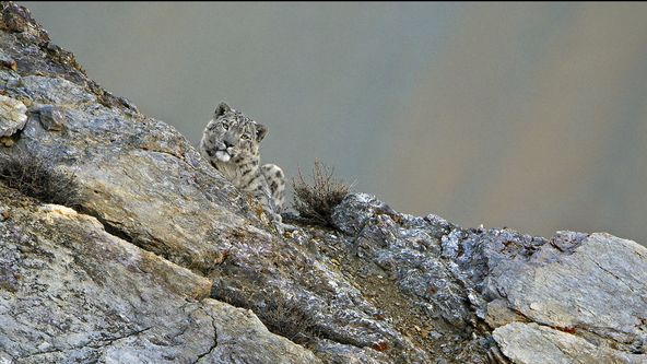 Hledání levhartů sněžných: Hon za stíny (2)