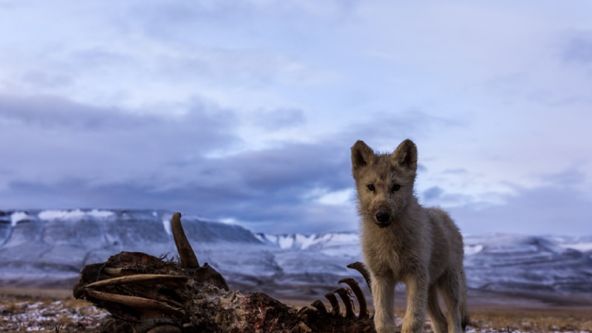 Království vlka arktického (2)