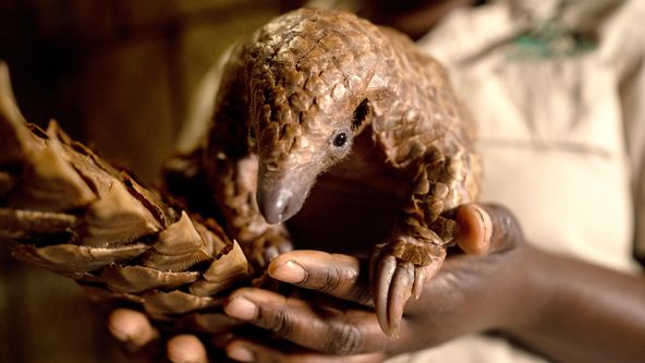 Záchrana divokých zvířat v Malawi II (4)