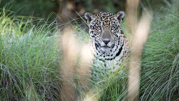 Svět přírody - Jaguáři: Brazilské super kočky