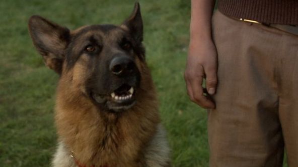 Sniff válečný hrdina