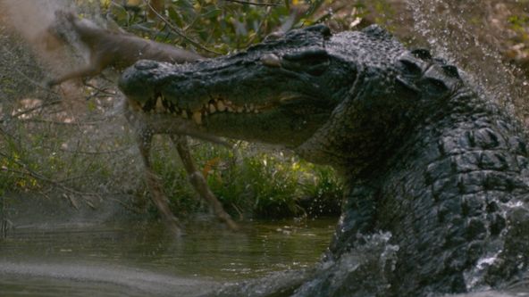 Velký bariérový útes: Živý poklad (2)