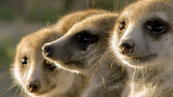 Zvířecí sociální sítě (5)