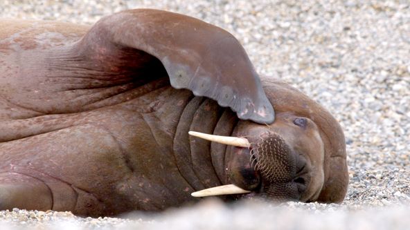 Zimní pohádkový svět přírody