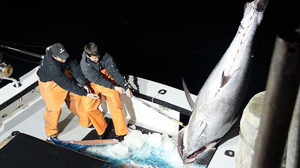 Prokletí tuňáci XIII (7)