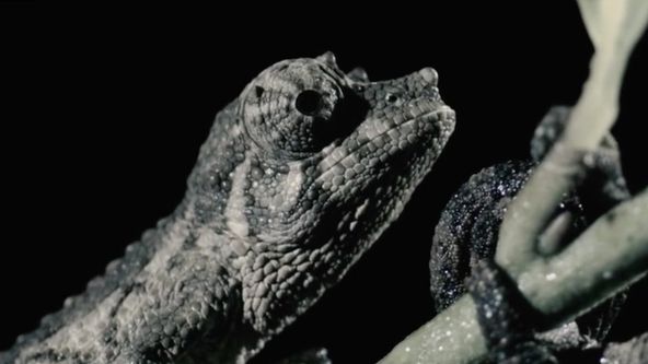 Život ve vedrech: Afrika (5)