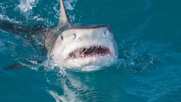 Žraloci Rudého moře útočí