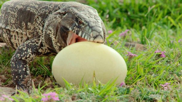 Divoká Argentina: Země extrémů (3)