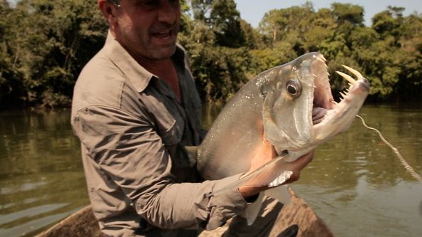 Lovec rybích obrů V (1)